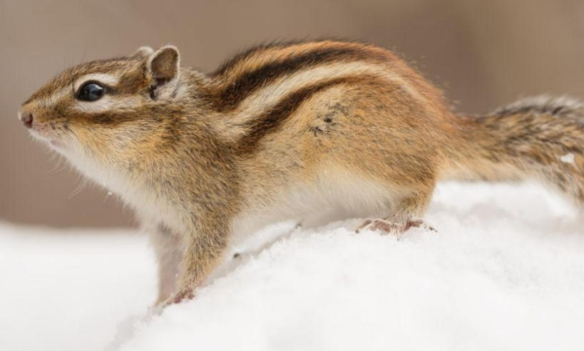 婚车租赁合川最好的婚庆公司轮播图4